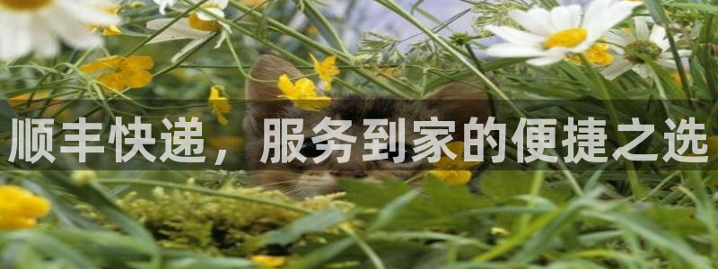 旺财28在线预测官网：顺丰快递，服务